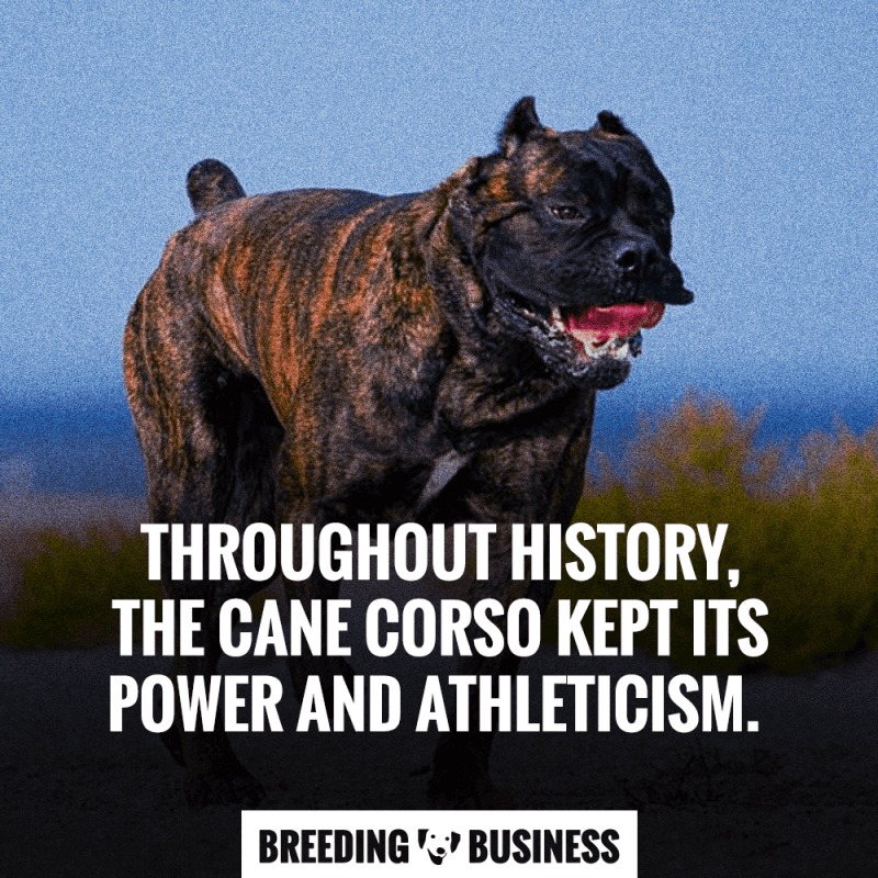 cane corso breeding