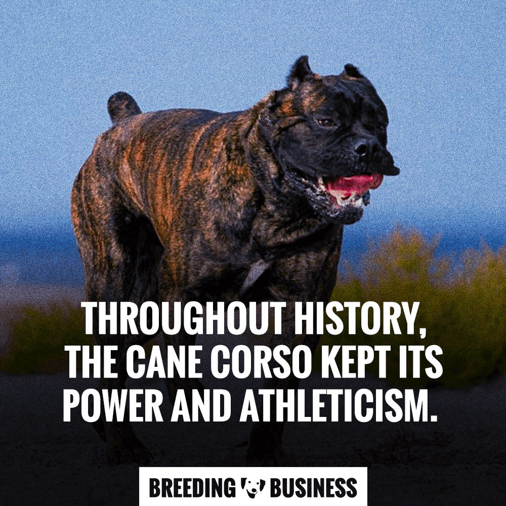 cane corso breeding