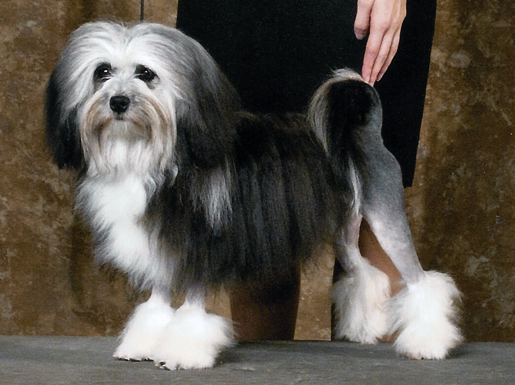 Breeding Löwchens — History and Introduction