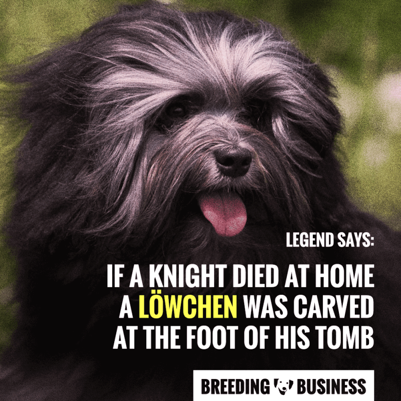 Lowchen Dog Breed Origins