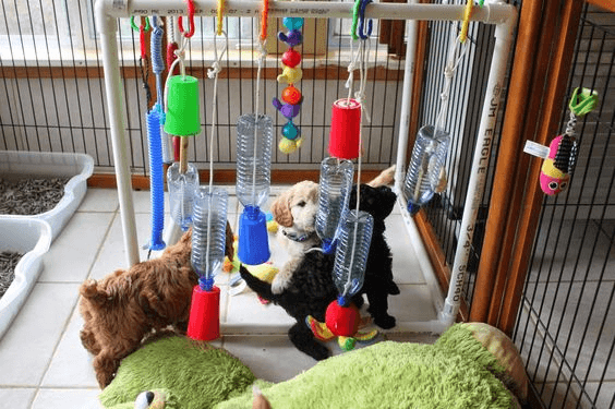 whelping box puppy games socialization