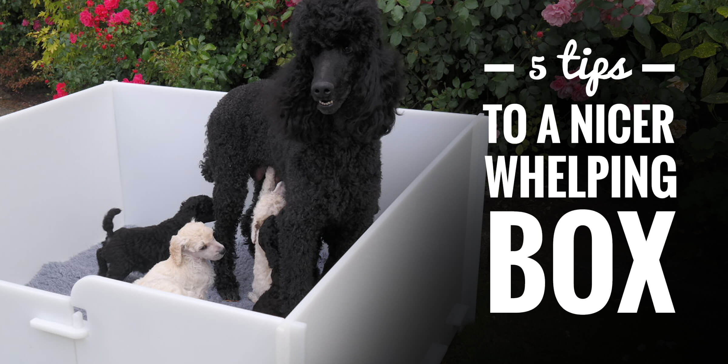 5 Essential Tips For a Nice Whelping Box