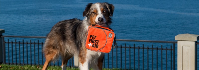 pet first aid kit