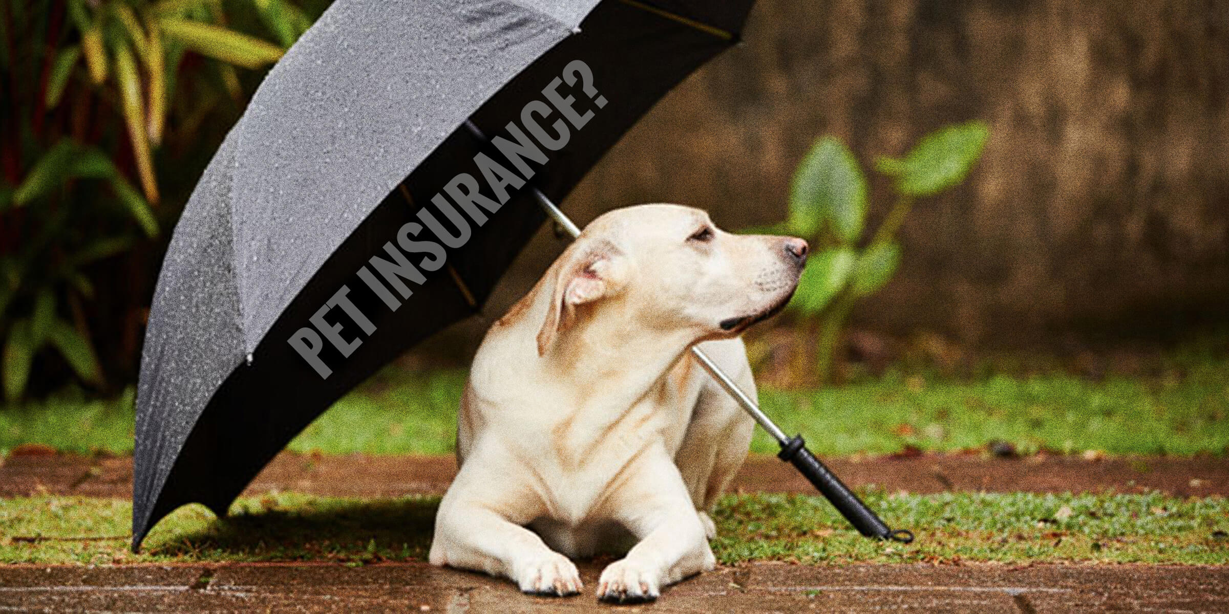 Is Pet Insurance a Wise Investment for Dog Breeders?