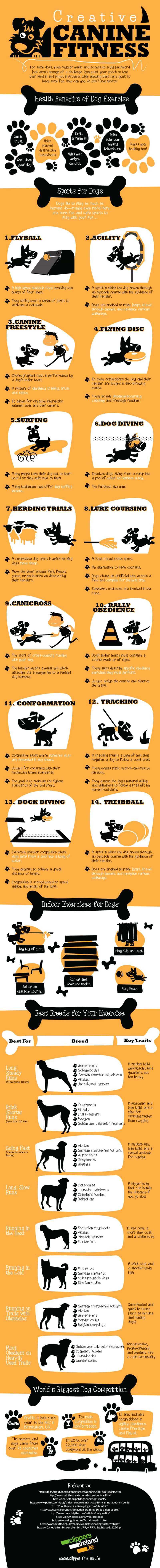 Workout Ideas for Dogs