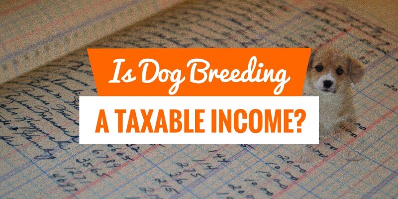 Is Breeding Dogs Legal Us Laws Income Taxes Etc