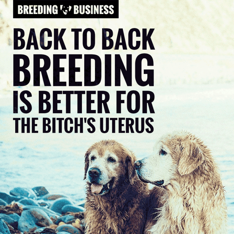 L'allevamento back to back è migliore per l'utero della cagna.'s uterus.