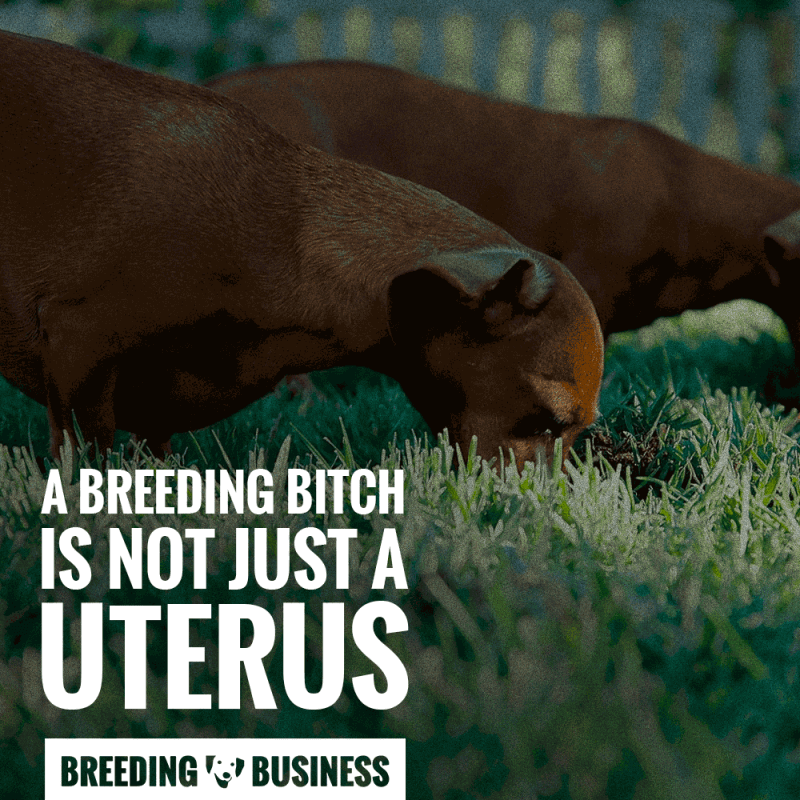 A female bitch is much more than a uterus, therefore back to back breeding has to be approached carefully.