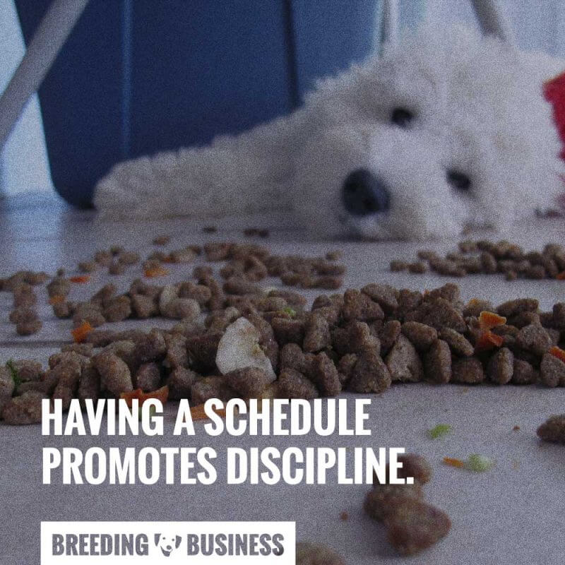 schedule meal routine for dogs