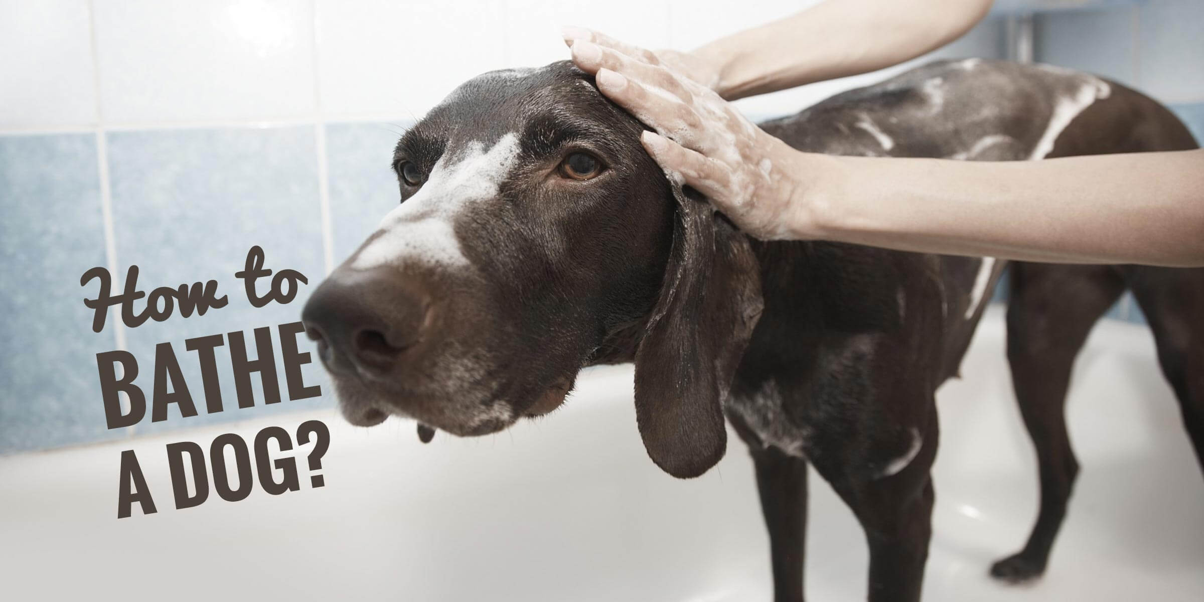 How To Bathe a Dog — For The Very First Time!