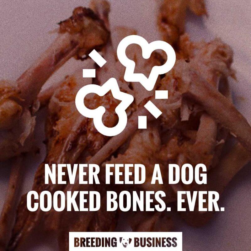dog cooked bones never feed