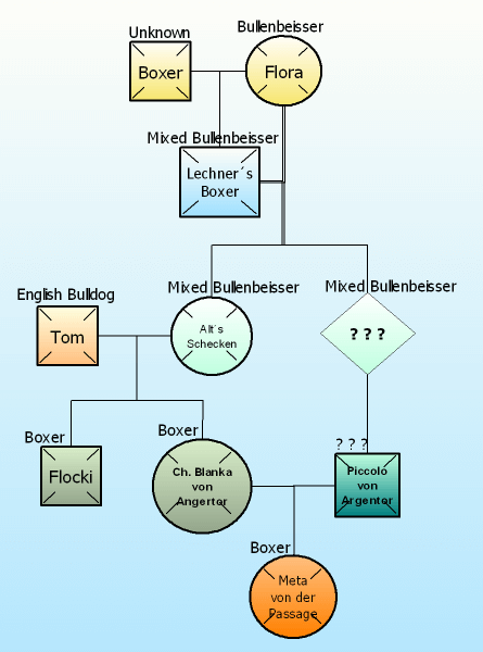 Early genealogy of the Boxer's first breedings.