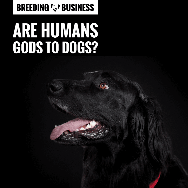 Are humans dogs' Gods? Well, not really.