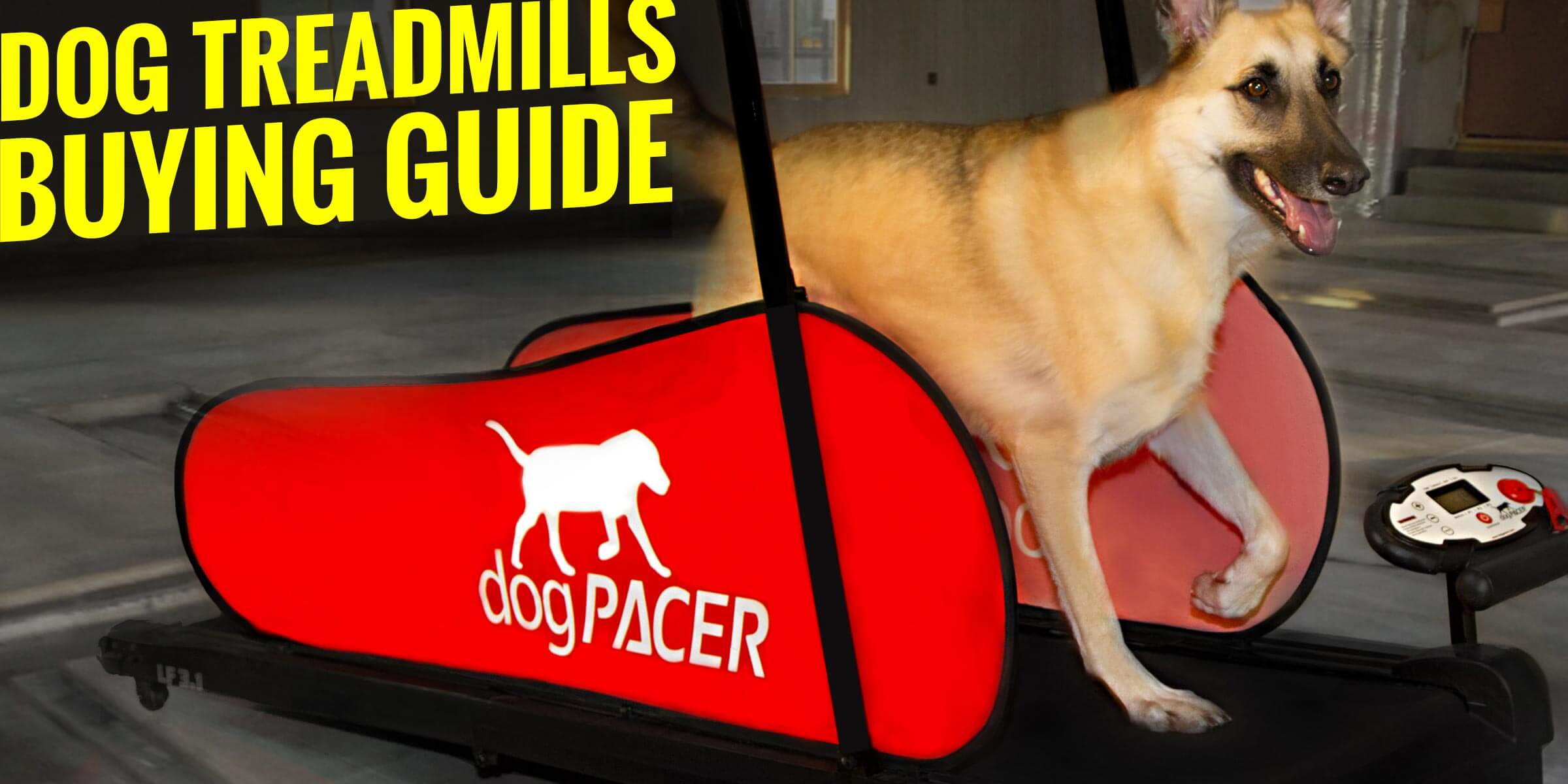 7 Best Dog Treadmills Brands, Training, Buying Guide, Reviews & FAQs