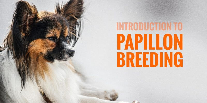papillon dog dog breed