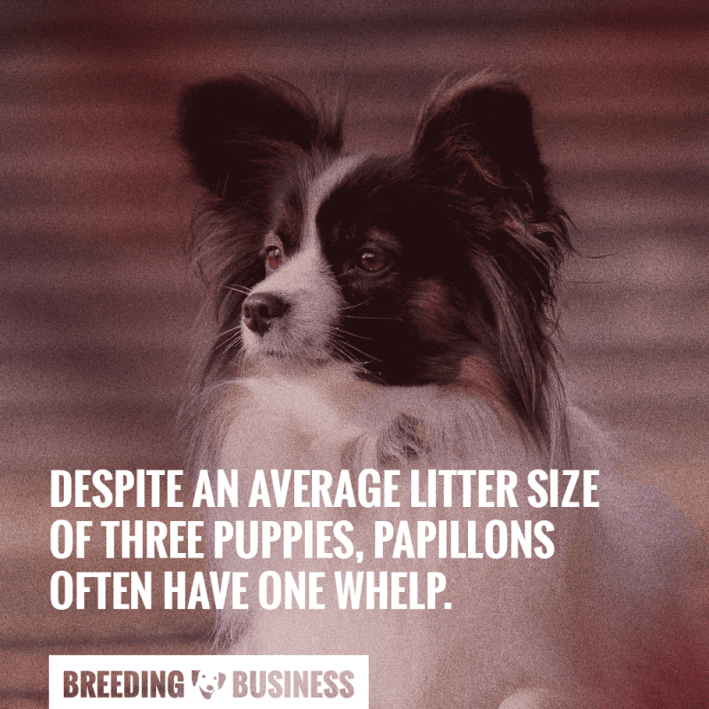 breeding papillons litter size