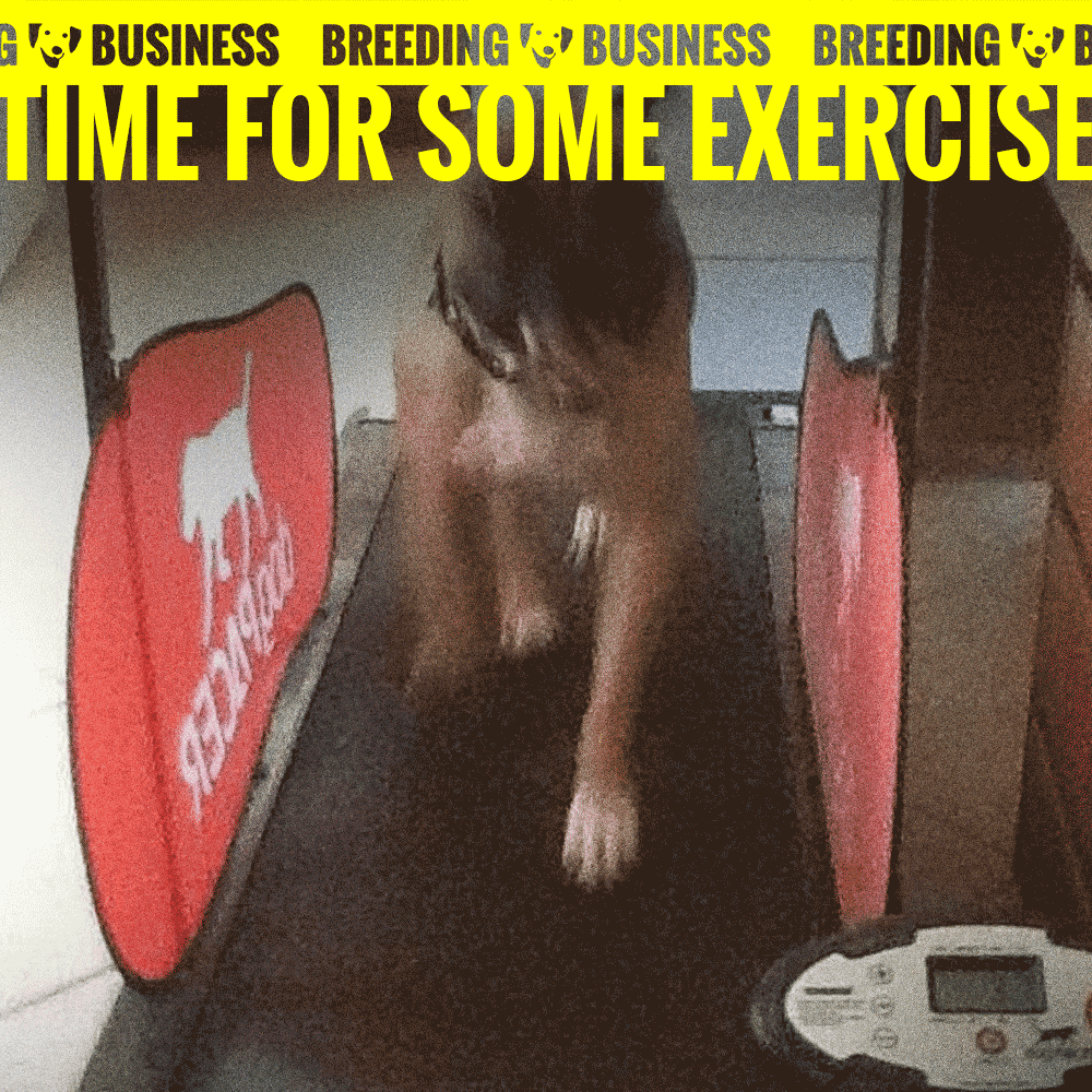 dog treadmill exercise
