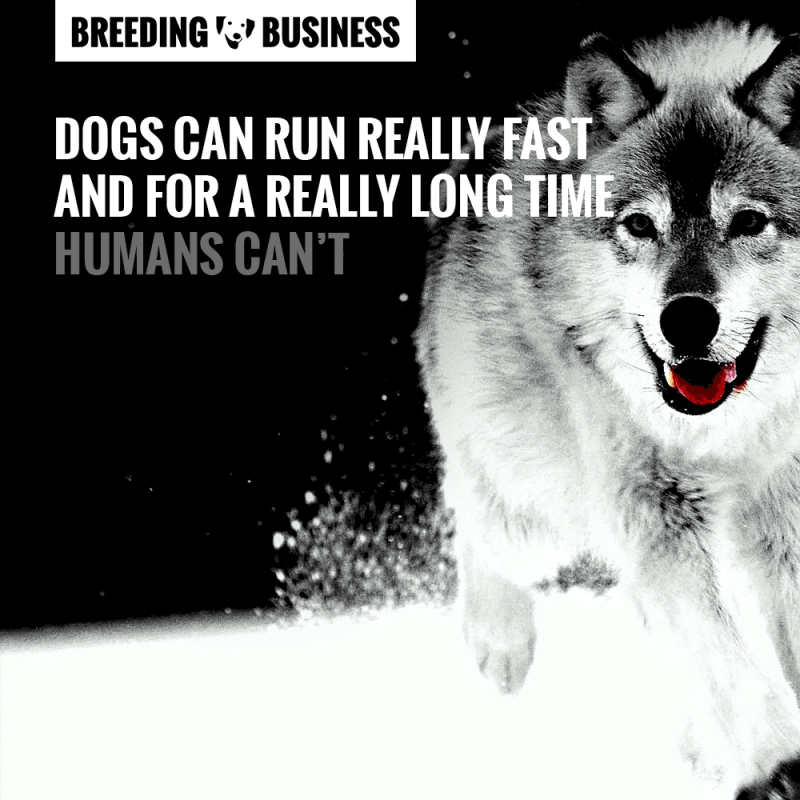 Are Humans Gods To Dogs? Our Take. — Breeding Business