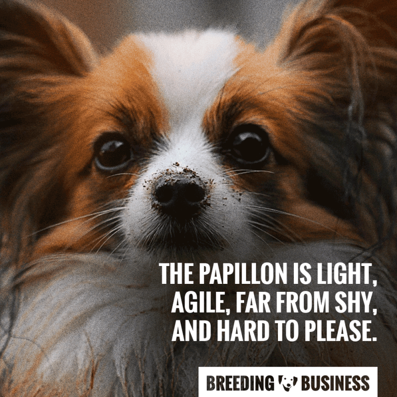 papillon breed temperament