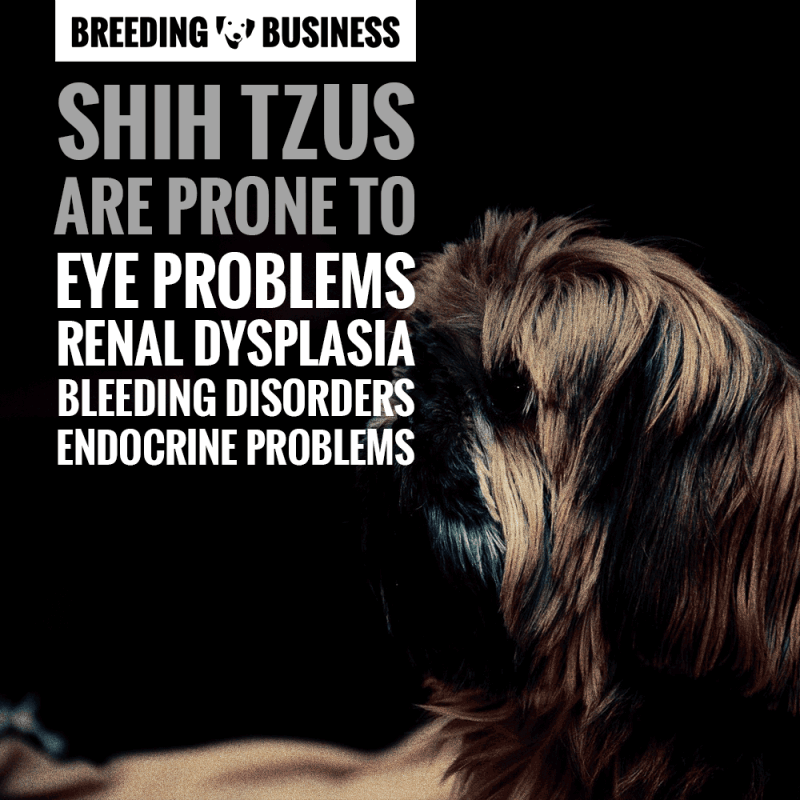 Shih Tzus are prone to eye problems, renal dysplasia, bleeding disorders and endocrine problems.
