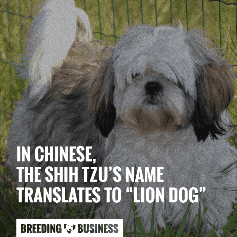 shih tzu translates to lion dog in chinese.