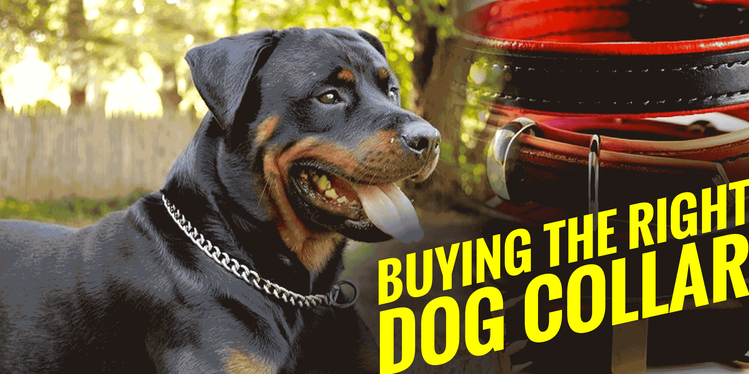 The Different Types of Dog Collars + Free Infographic!