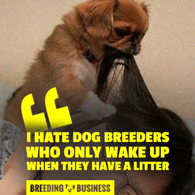 Dog breeders who suddenly showcase an enormous passion for their breed because they have a litter are pathetic.