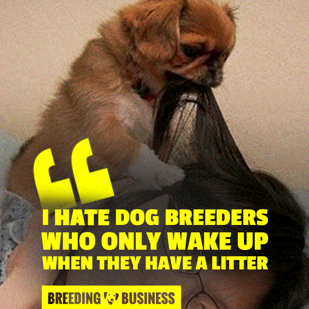 Dog breeders who suddenly showcase an enormous passion for their breed because they have a litter are pathetic.