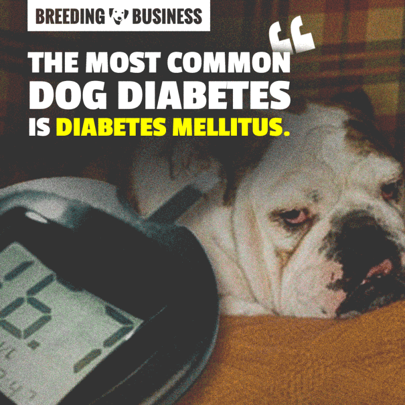 The most common of the three is diabetes Mellitus, often referred to as the sugar diabetes.