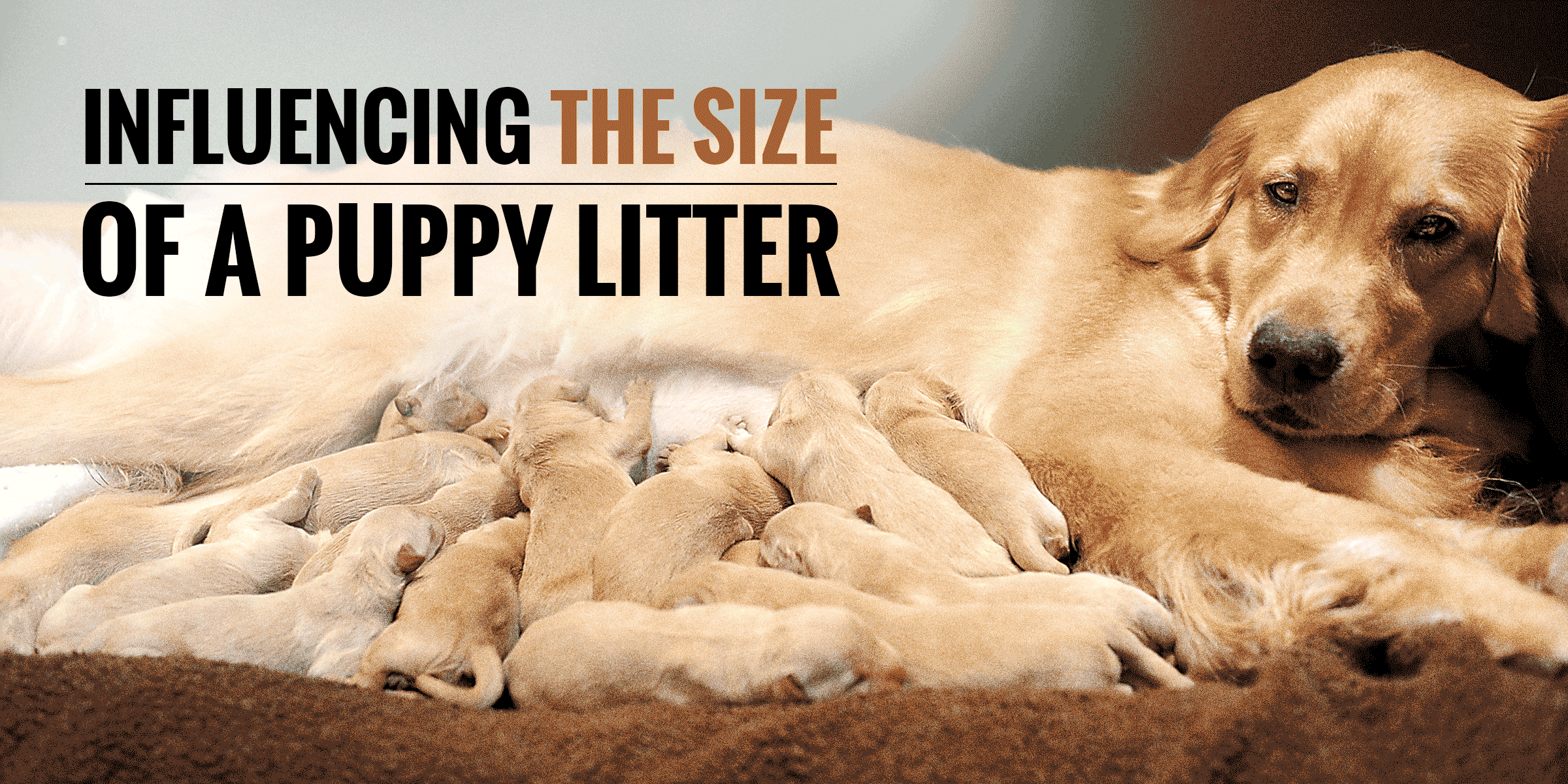 what-influences-the-size-of-a-puppy-litter