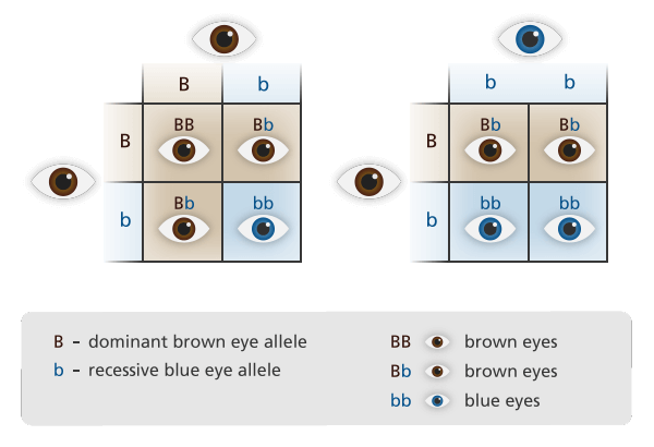 recessive and dominant alleles chart