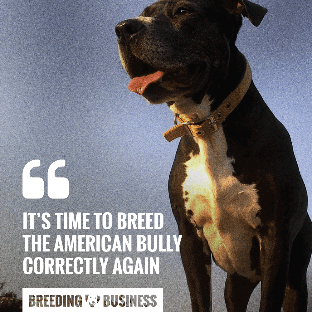american bully breeding