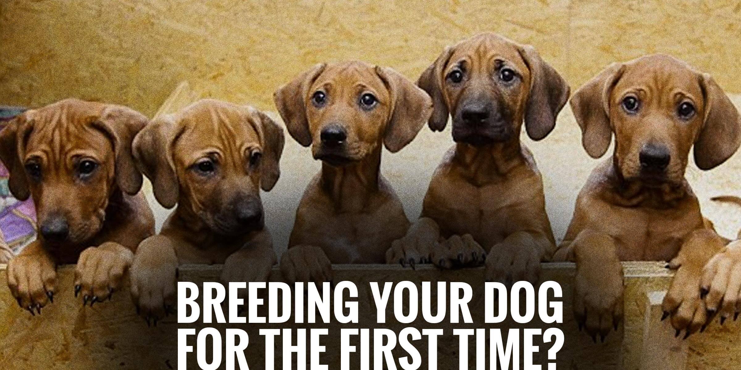 breed your dog