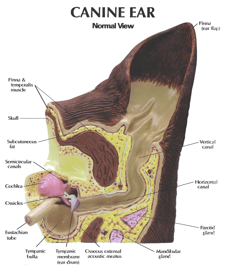 ear wax treatment for dogs