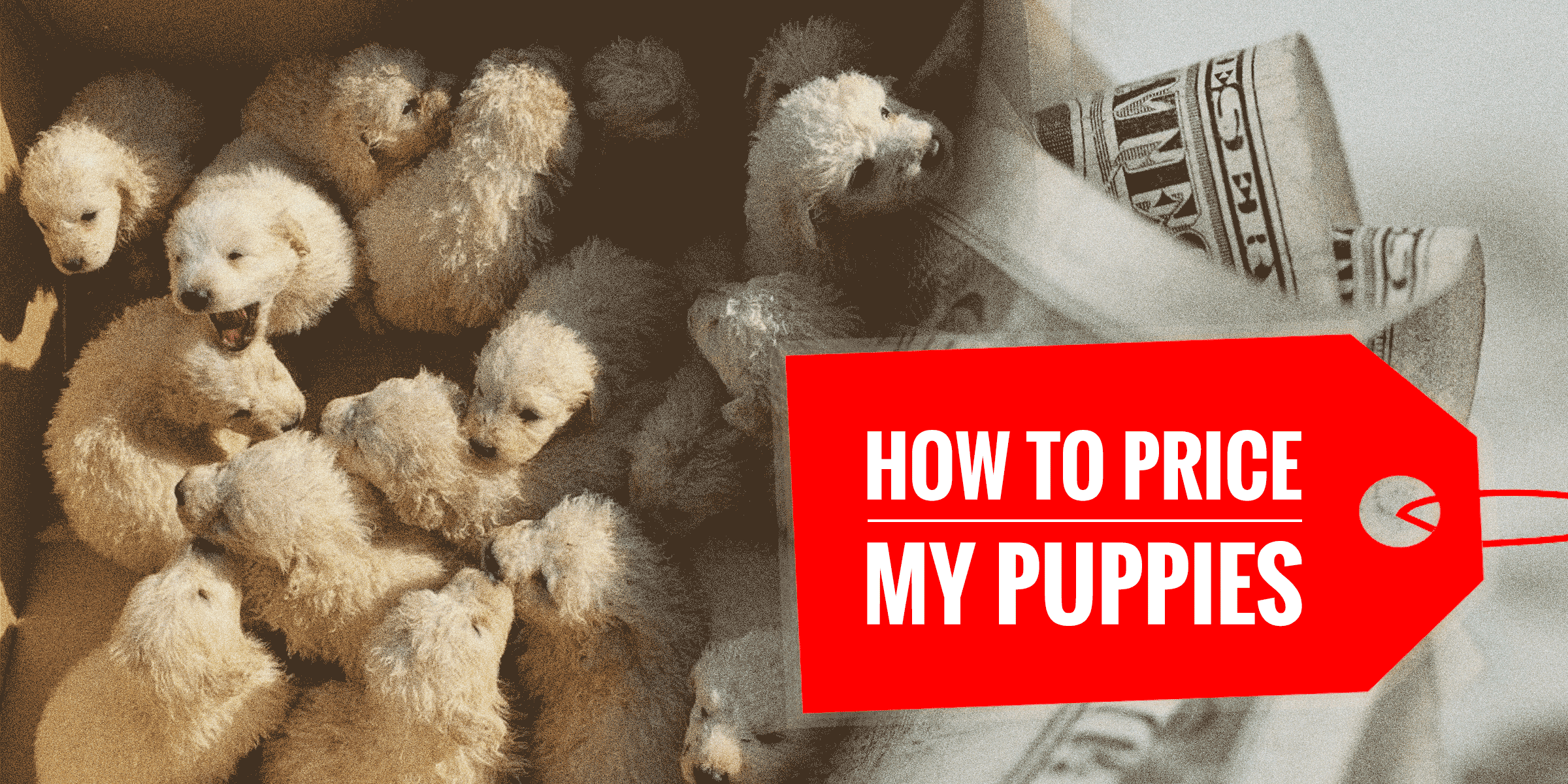 puppy prices by breed