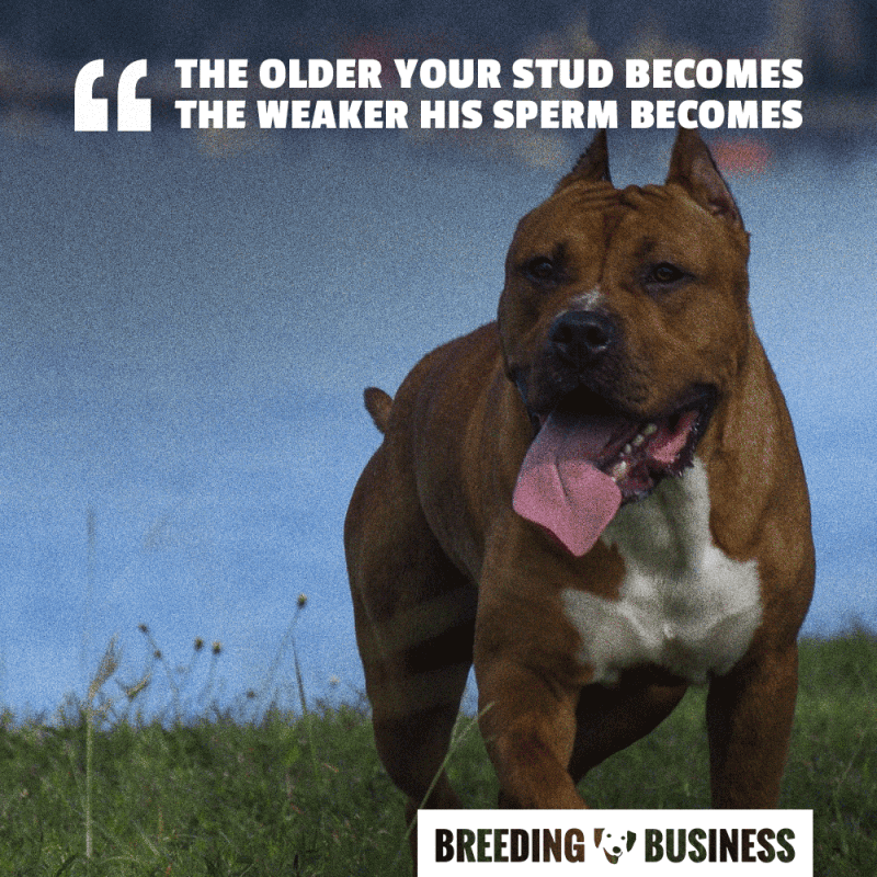 stud breeding age limit
