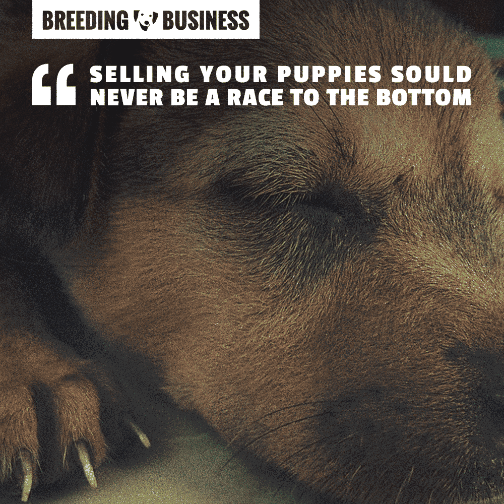 selling puppies at the right price