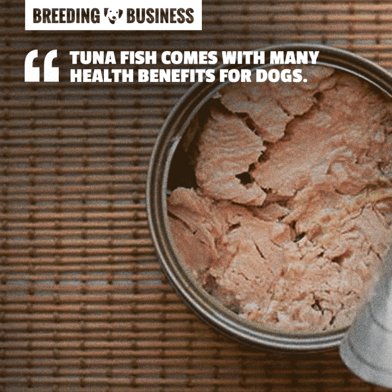 is-tuna-good-for-dogs-breeding-business