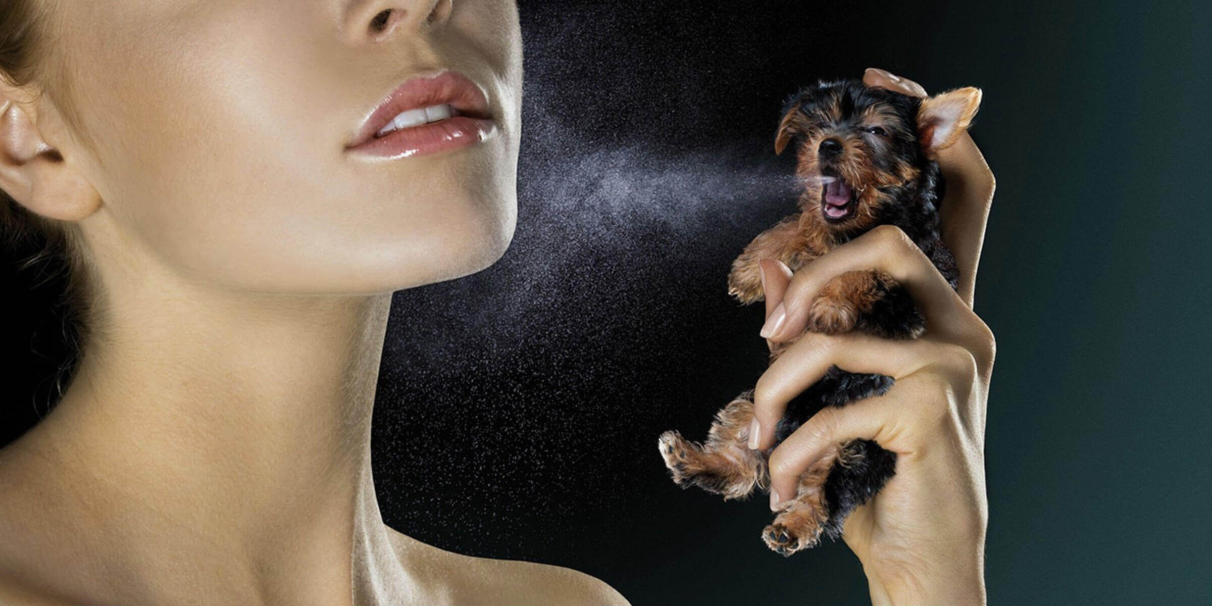 5 Best Dog Colognes, Perfumes and Deodorants for Dogs
