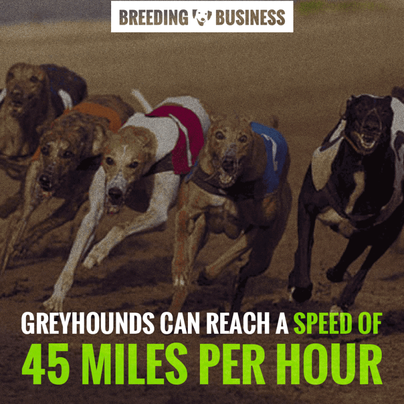 speed when breeding greyhounds