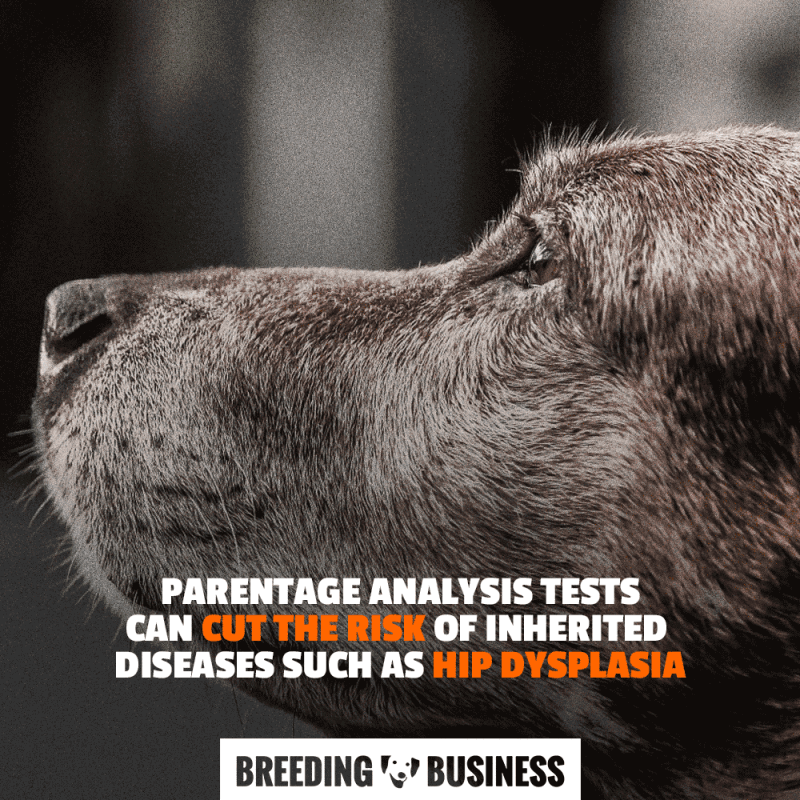 parentage analysis risk hip dysplasia in dogs
