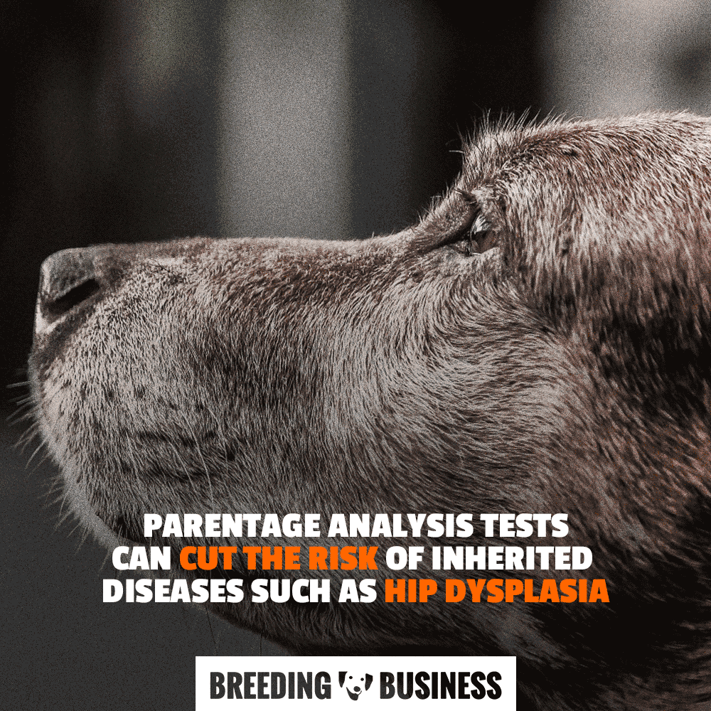 parentage analysis risk hip dysplasia in dogs