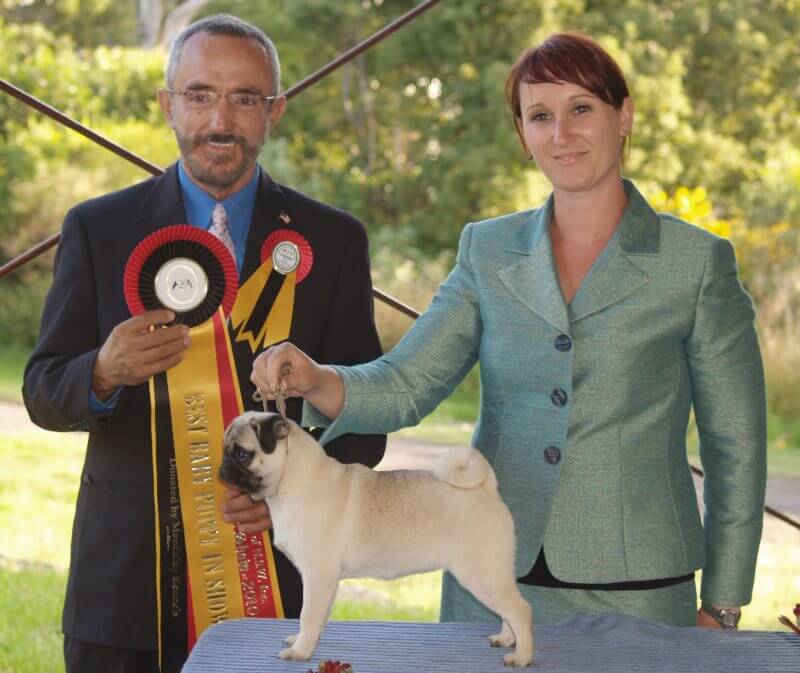 Champion Pug: Cat Baby in Show