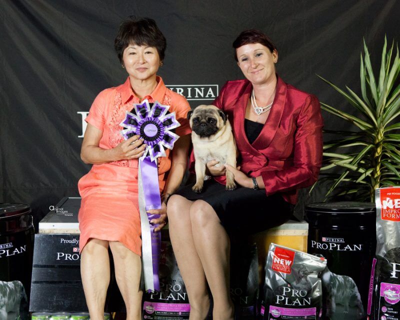 AUS NZ Champion Pug: Kabova Move It Baby aka 'Dyson'
