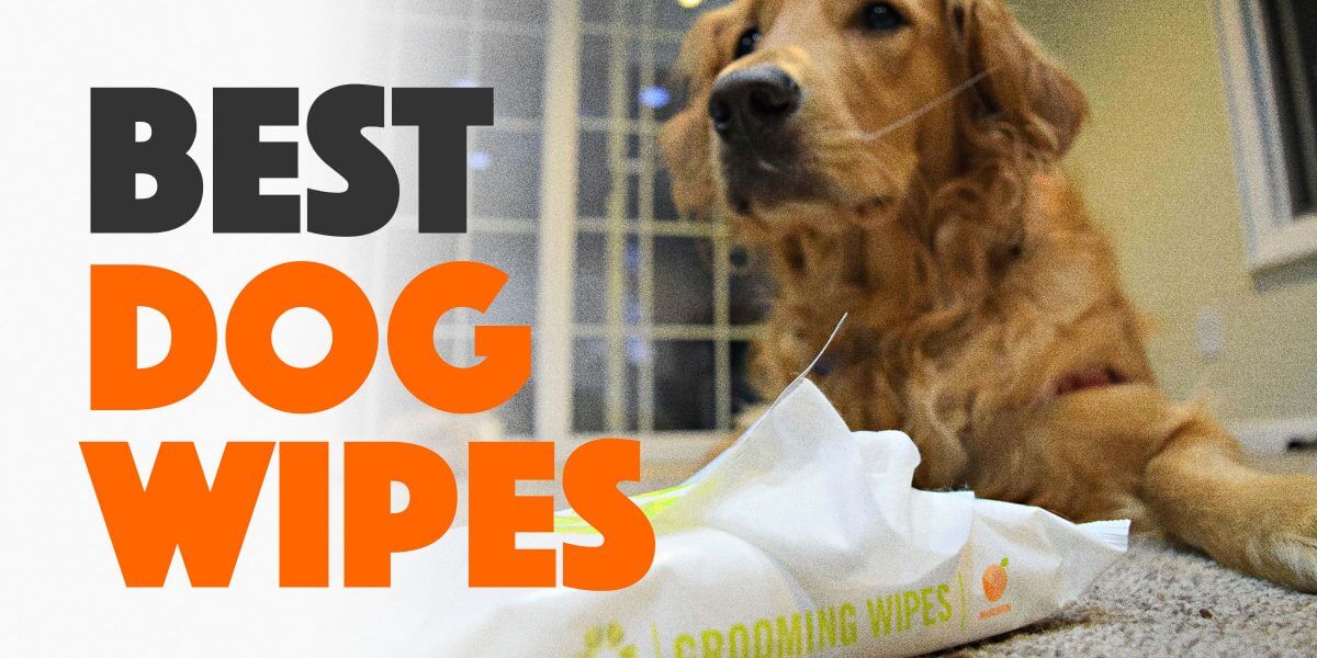 antiseptic wipes for dogs