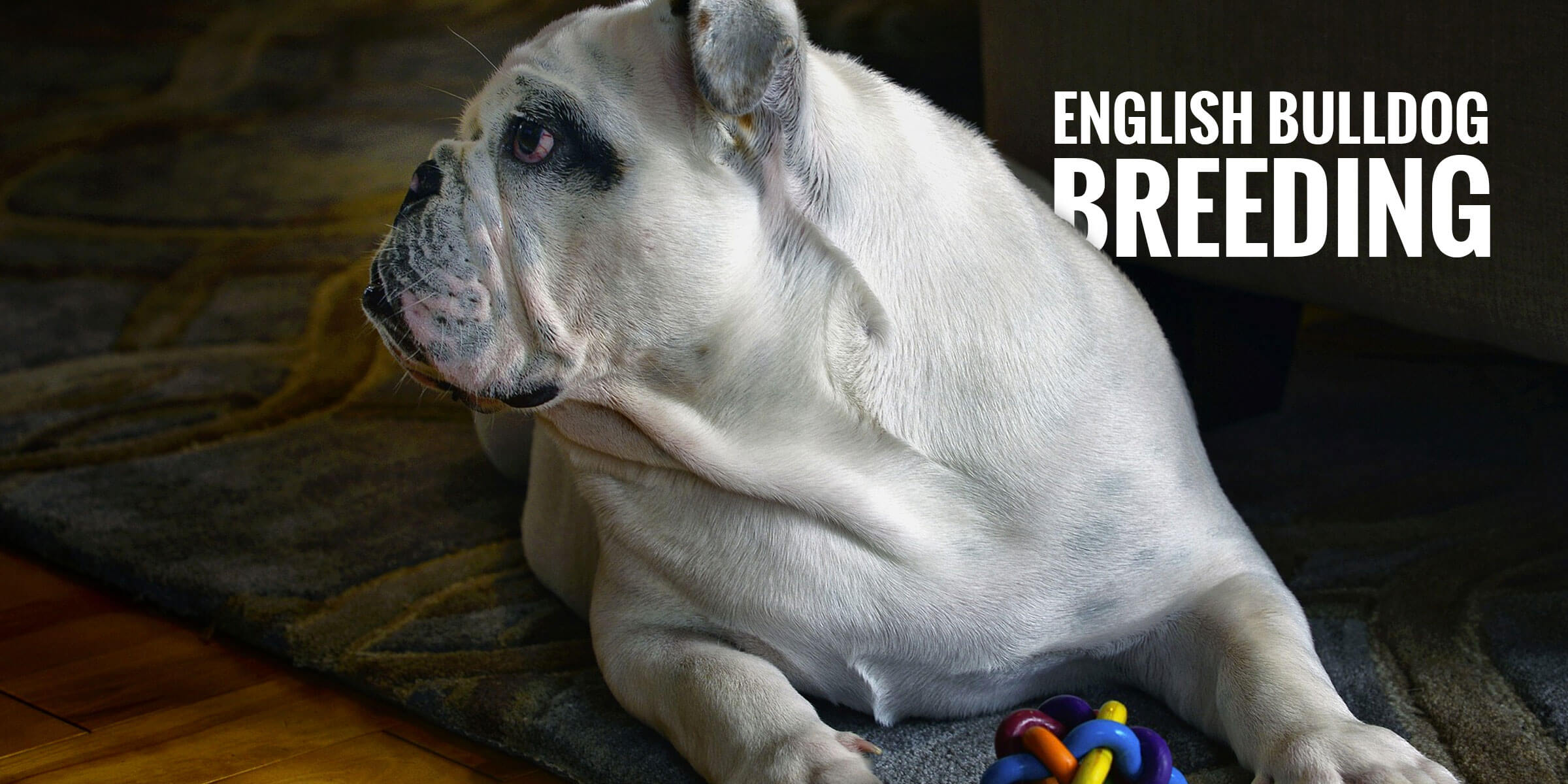 Breeding English Bulldogs — History, Health and Best Practices