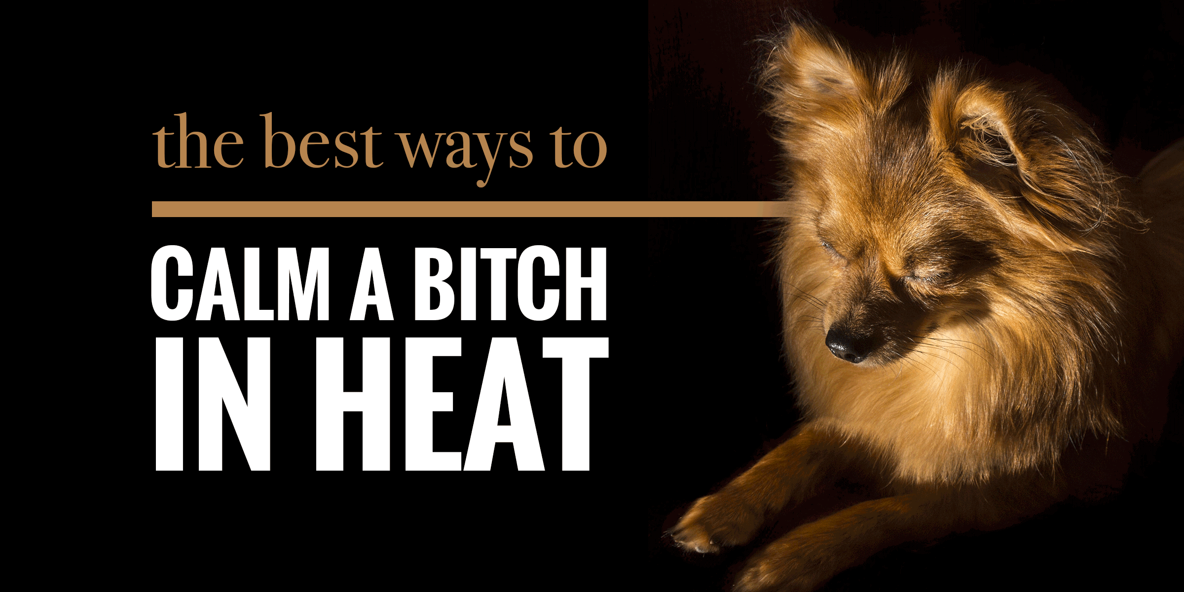 how do male dogs act when a female dog is in heat