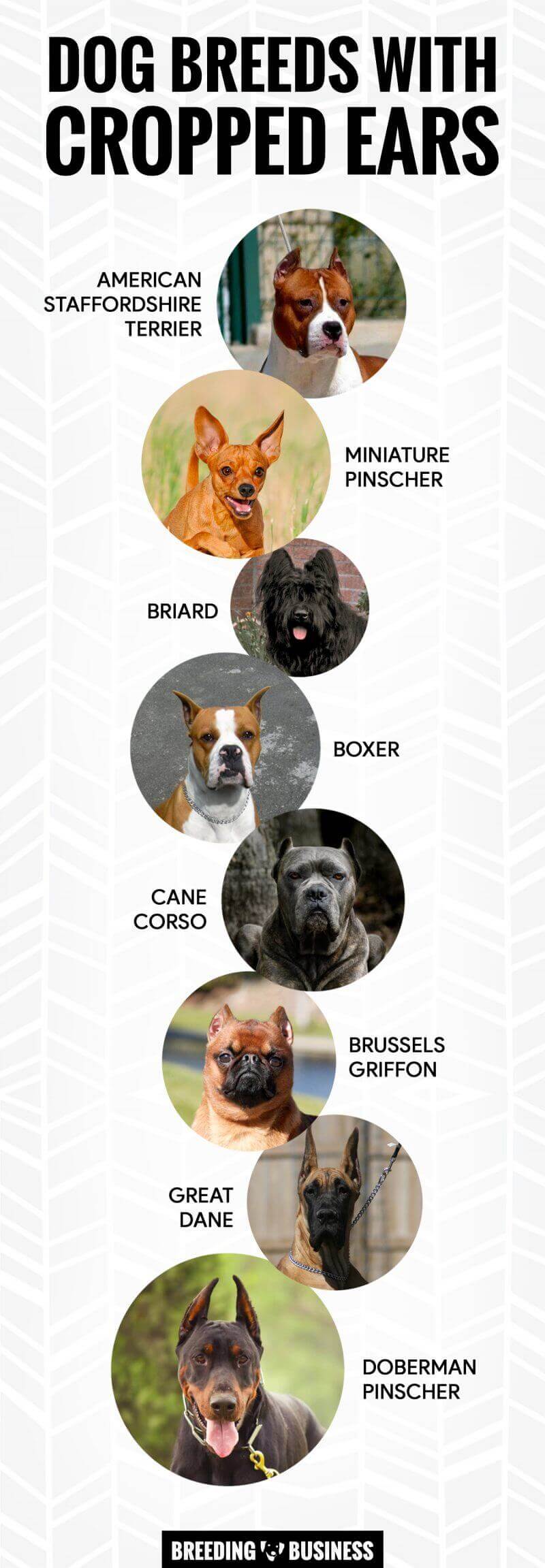 cane corso ear cropping vets