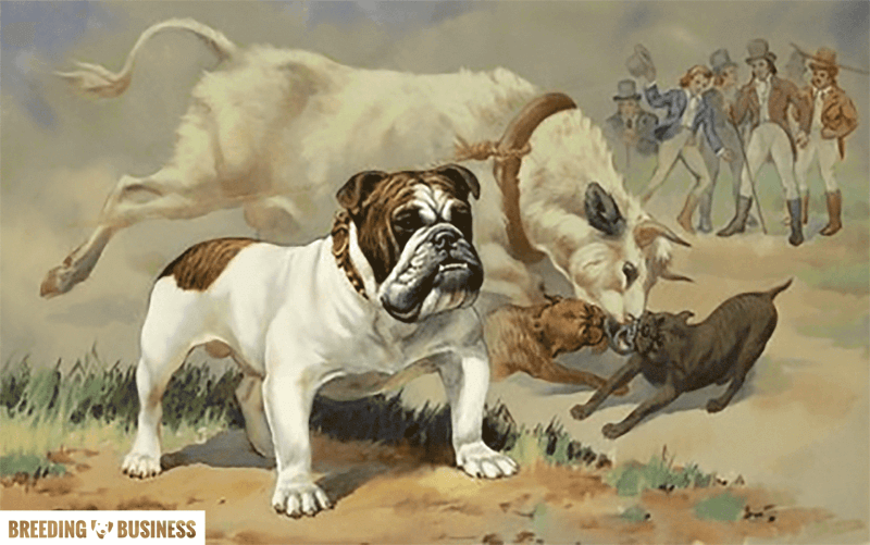 Best English Bulldog Origin  The ultimate guide 