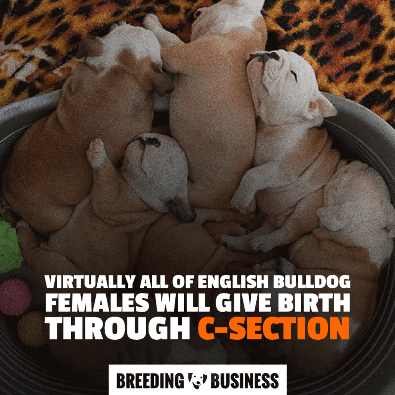 Breeding dogs is harder and more expensive with English Bulldogs. For example, bulldogs virtually always give birth with a C-section.